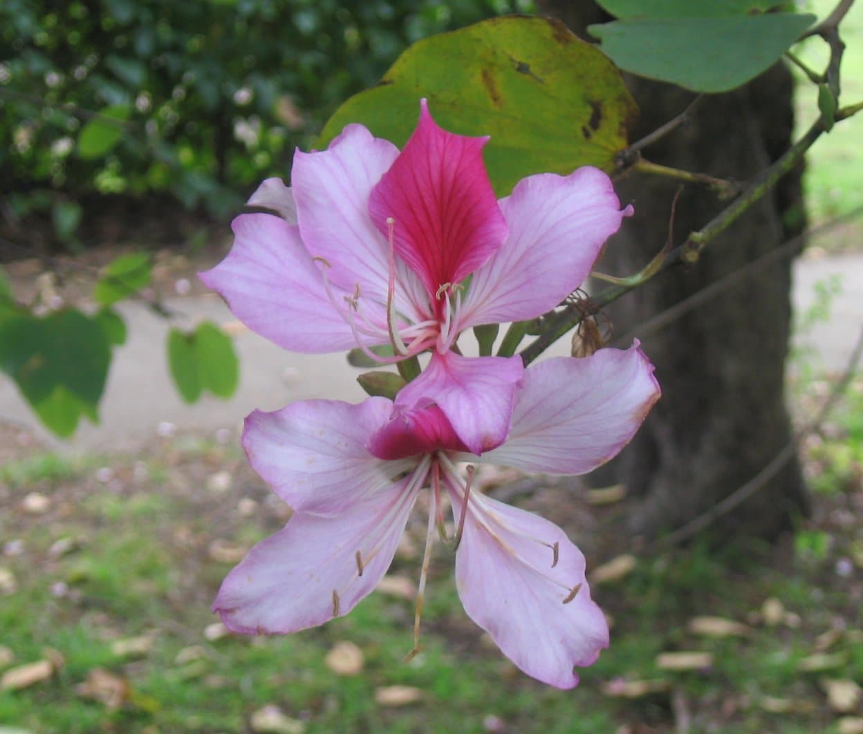 洋紫荆（Bauhinia variegata）植物图片