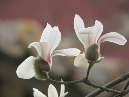 玉兰（Magnolia denudata）植物图片