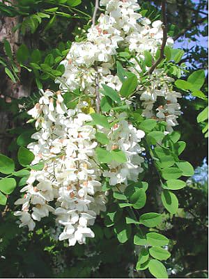 刺槐（Robinia pseudoacacia）植物图片