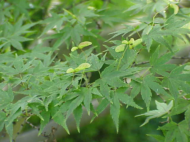 鸡爪槭（Acer palmatum）植物图片