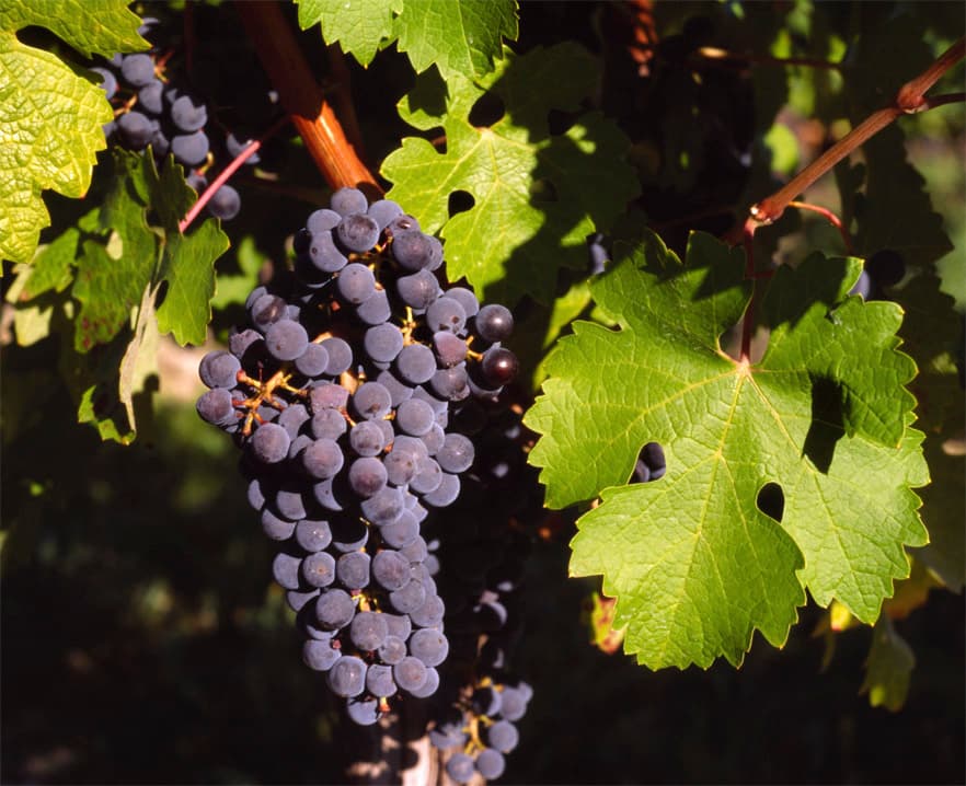 葡萄（Vitis vinifera）植物图片