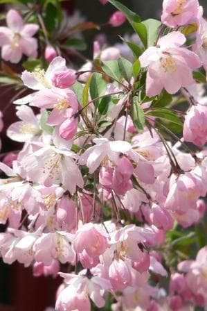 垂丝海棠（Malus halliana）植物图片