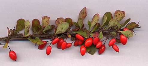 小檗（Berberis thunbergii）植物图片