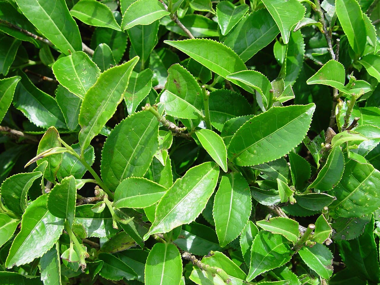 茶树（Camellia sinensis）植物图片