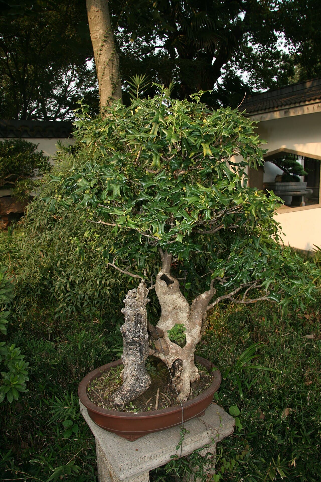 枸骨（Ilex cornuta）植物图片