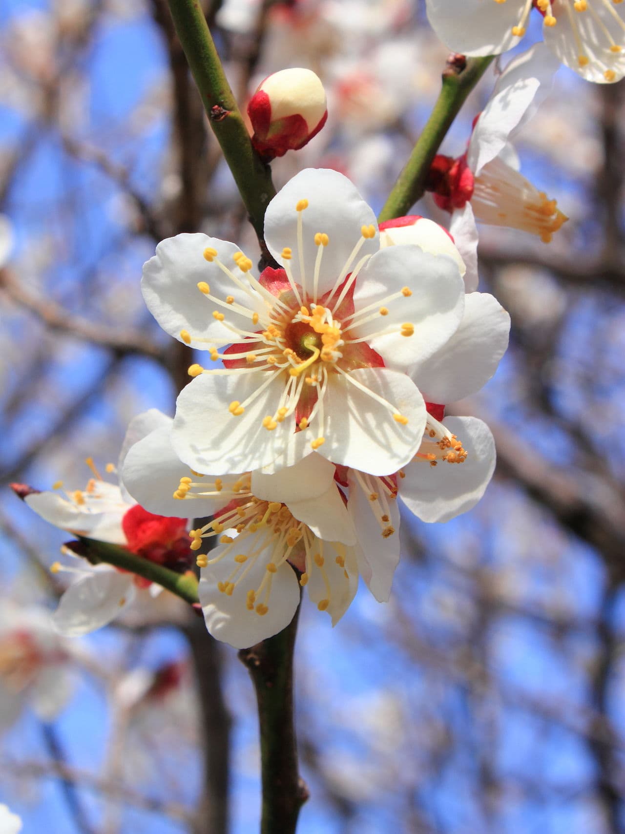梅（Prunus mume）植物图片
