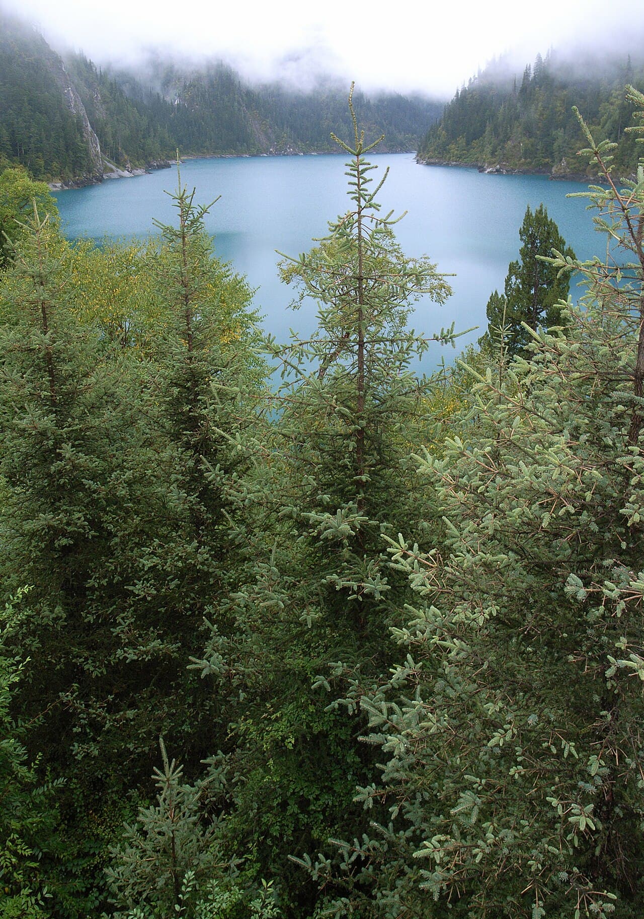 云杉（Picea asperata）植物图片