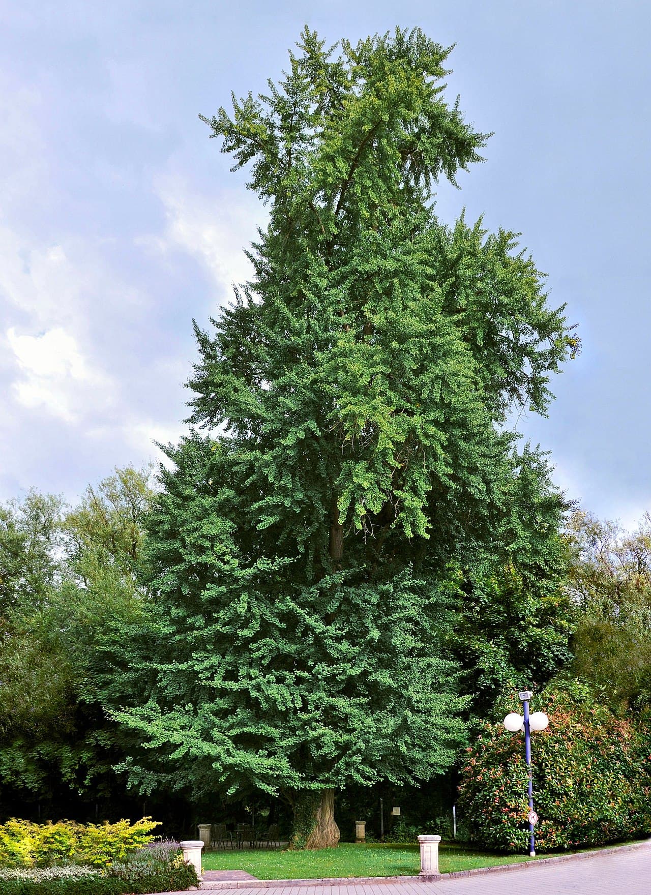 银杏（Ginkgo biloba）植物图片