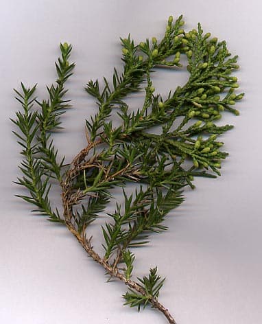 圆柏(Juniperus chinensis)植物图片