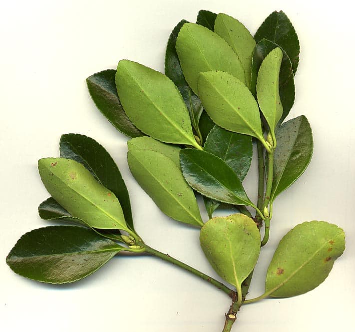 大叶黄杨(Euonymus japonicus)植物图片