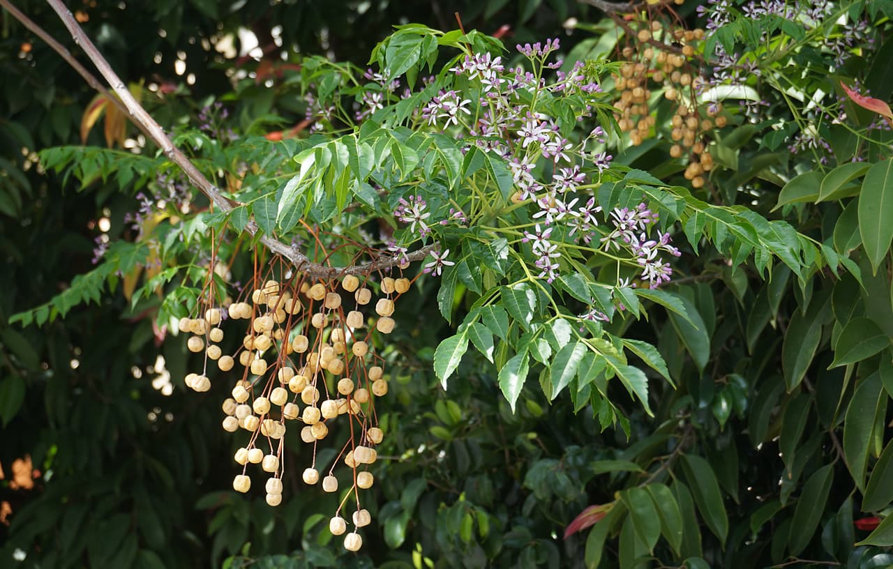 苦楝(Melia azedarach)植物图片