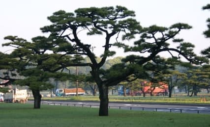 黑松(Pinus thunbergii)植物图片