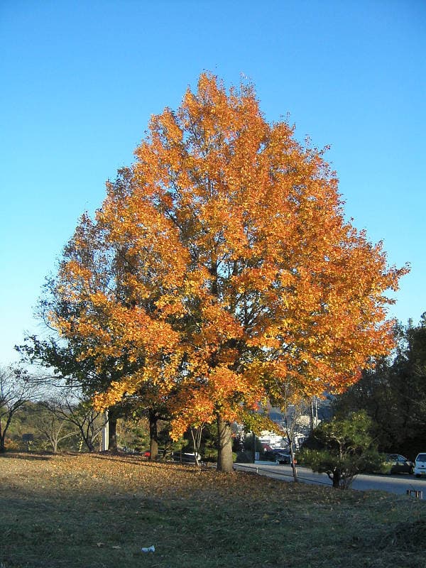 枫香(Liquidambar formosana)植物图片