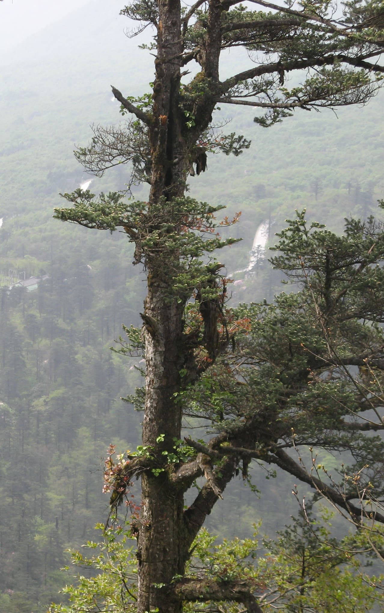 冷杉(Abies fabri)植物图片