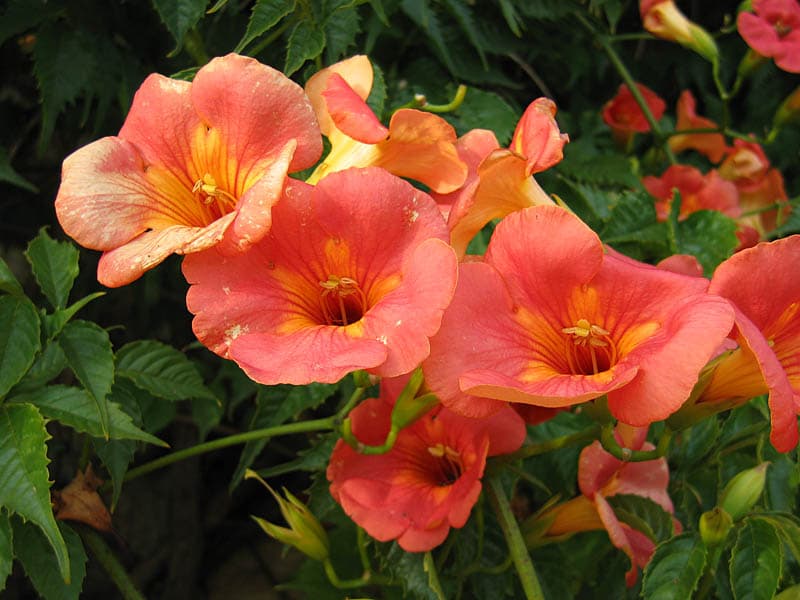 凌霄(Campsis grandiflora)植物图片
