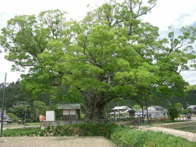 榉树(Zelkova serrata)植物图片