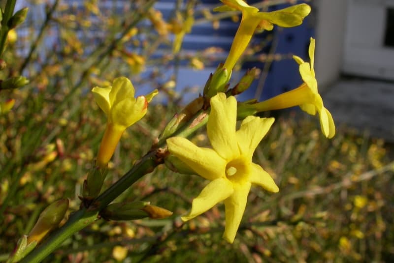 迎春(Jasminum nudiflorum)植物图片