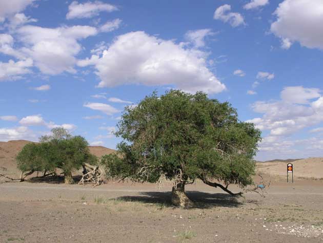 榆树(Ulmus pumila)植物图片