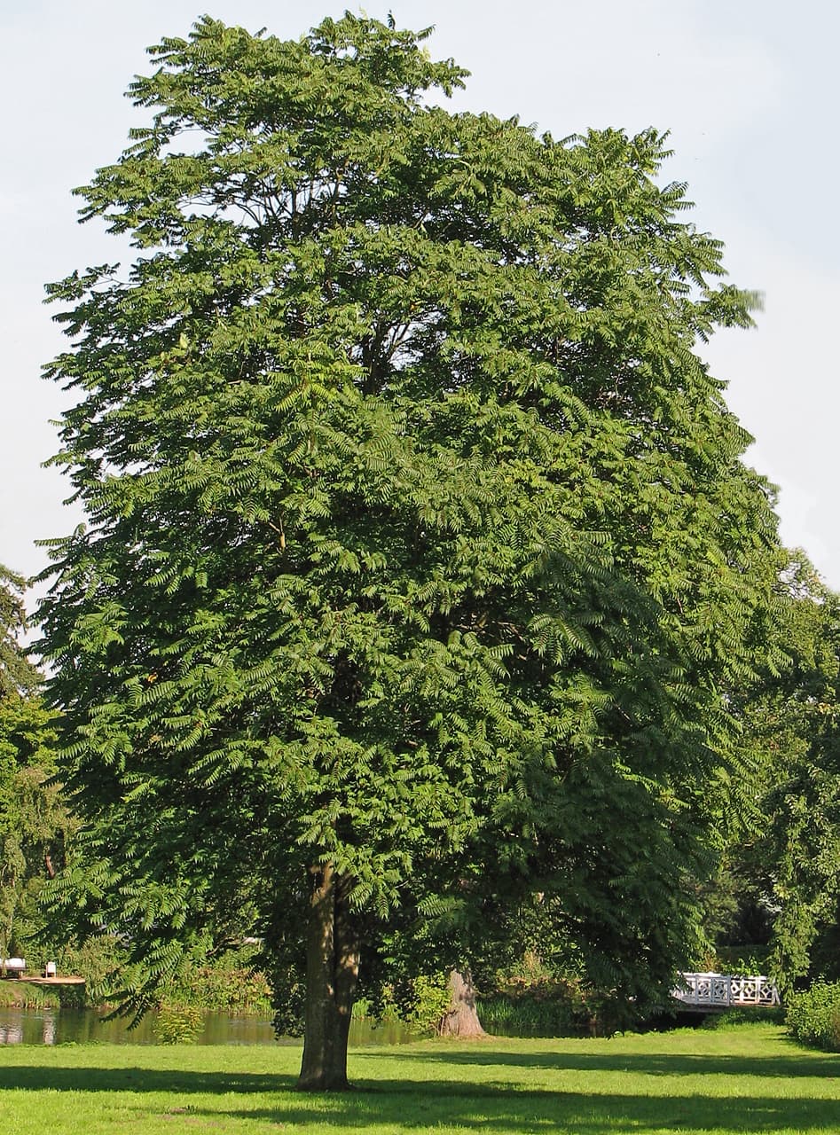 臭椿(Ailanthus altissima)植物图片
